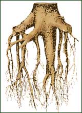 Bäume mit pfahlwurzeln – Gräser im kübel überwintern