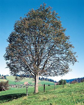 Eberesche